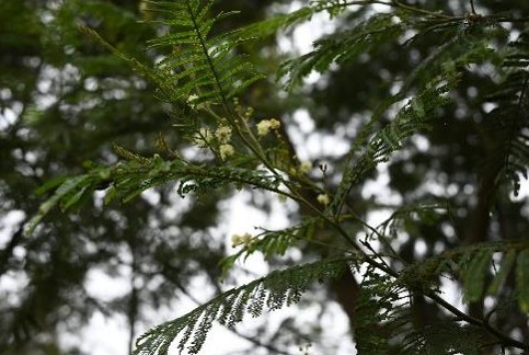 Acacia mearnsii in bloom, October 2020, Hauts-Sous-Le-Vent forest (Réunion Island)
