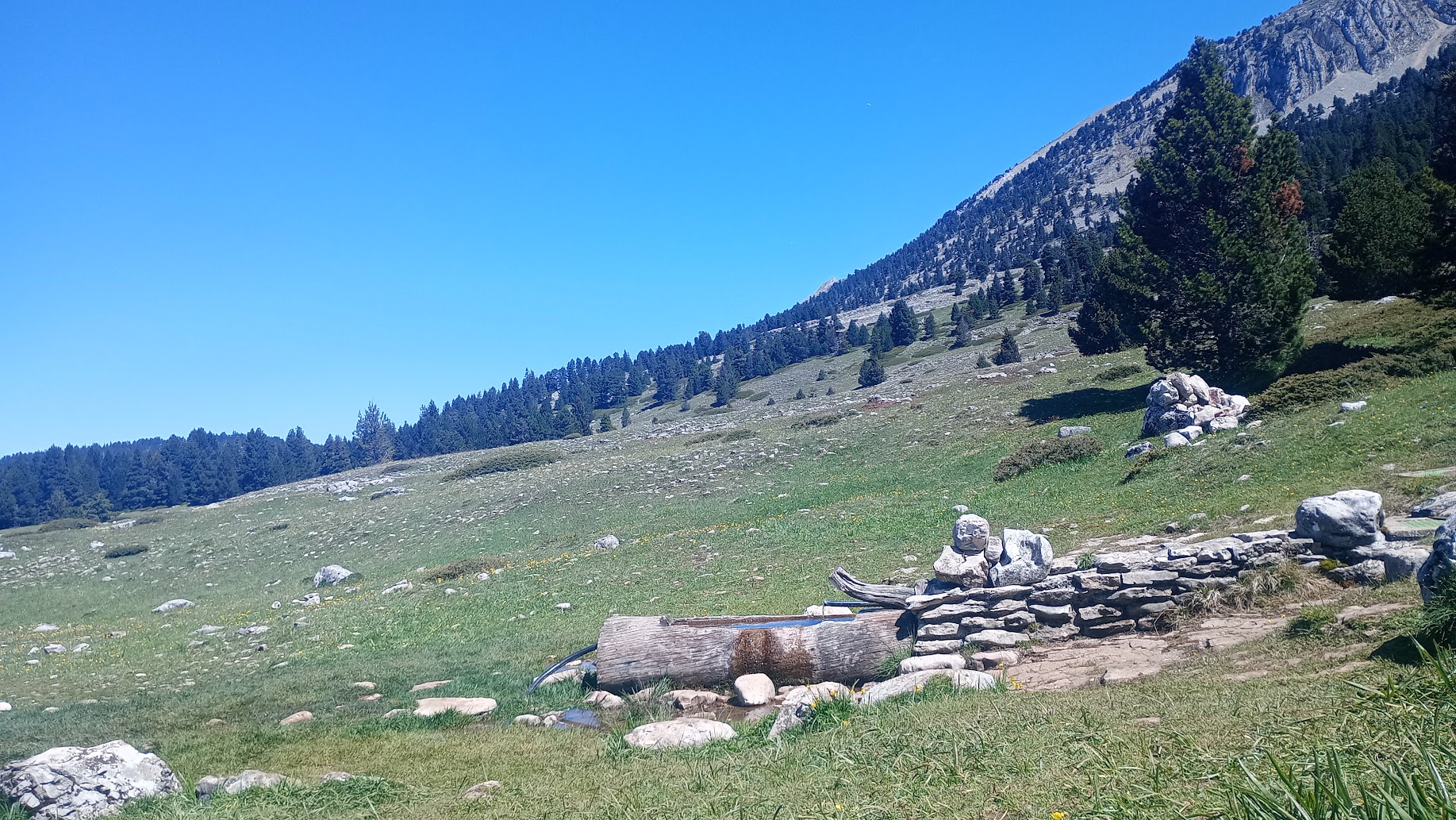 Darbounouse alpine pasture (May 2025)